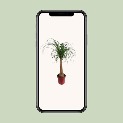 Beaucarnea "Maya Palm" Stam P27 - Ø27cm - ↕110cm