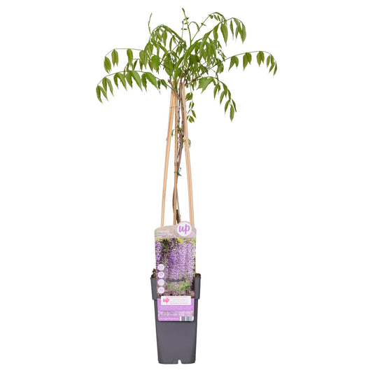 Wisteria floribunda 'Naga Noda' - Purpurner Regen - Ø15cm - ↕65cm