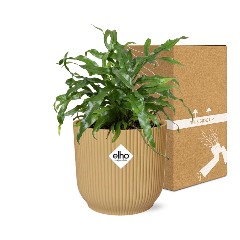 Microsorum Diversifolium in ELHO Vibes Fold 14cm geel
