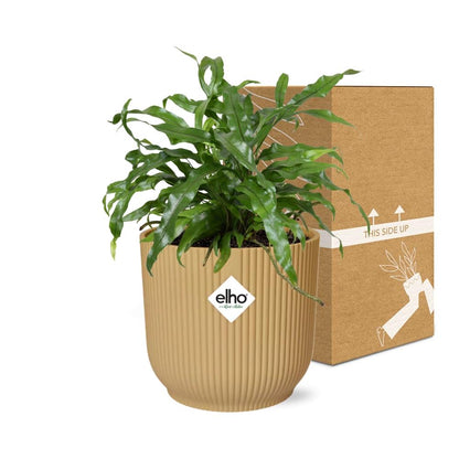 Microsorum Diversifolium in ELHO Vibes Fold 14cm geel