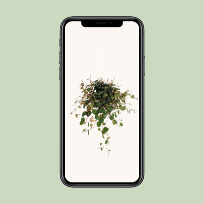 Peperomia Pepperspot - Ø11cm - ↕20cm