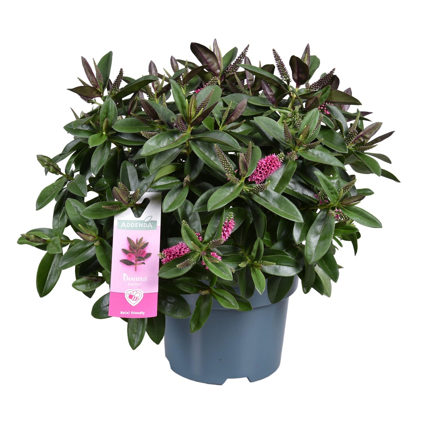 Hebe 'Hebedonna Kamilla' Roze 17cm - Ø17cm - ↕30cm