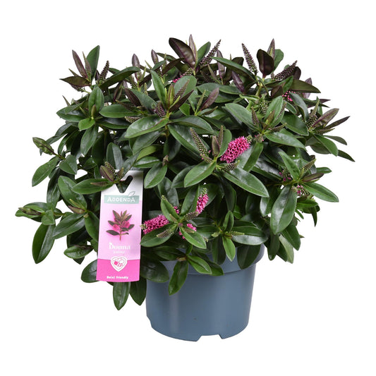 Hebe 'Hebedonna Kamilla' Roze 17cm - Ø17cm - ↕30cm