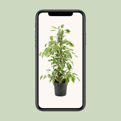 Ficus Benjamina Golden King - Ø17cm - ↕70cm