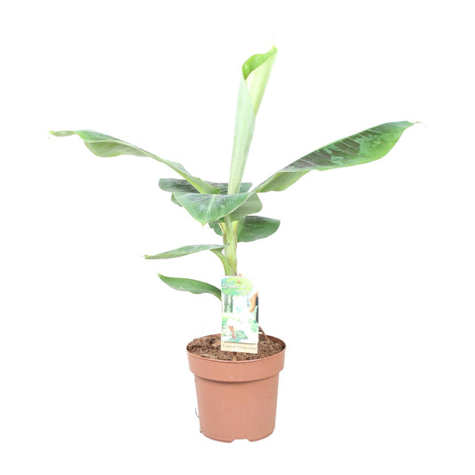 Musa Dwarf Cavendish - Ø17cm - ↕60cm