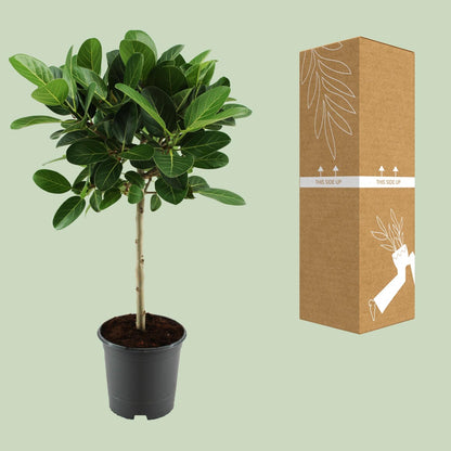 Ficus benghalensis Petite Audrey - Ø21cm - ↕75cm