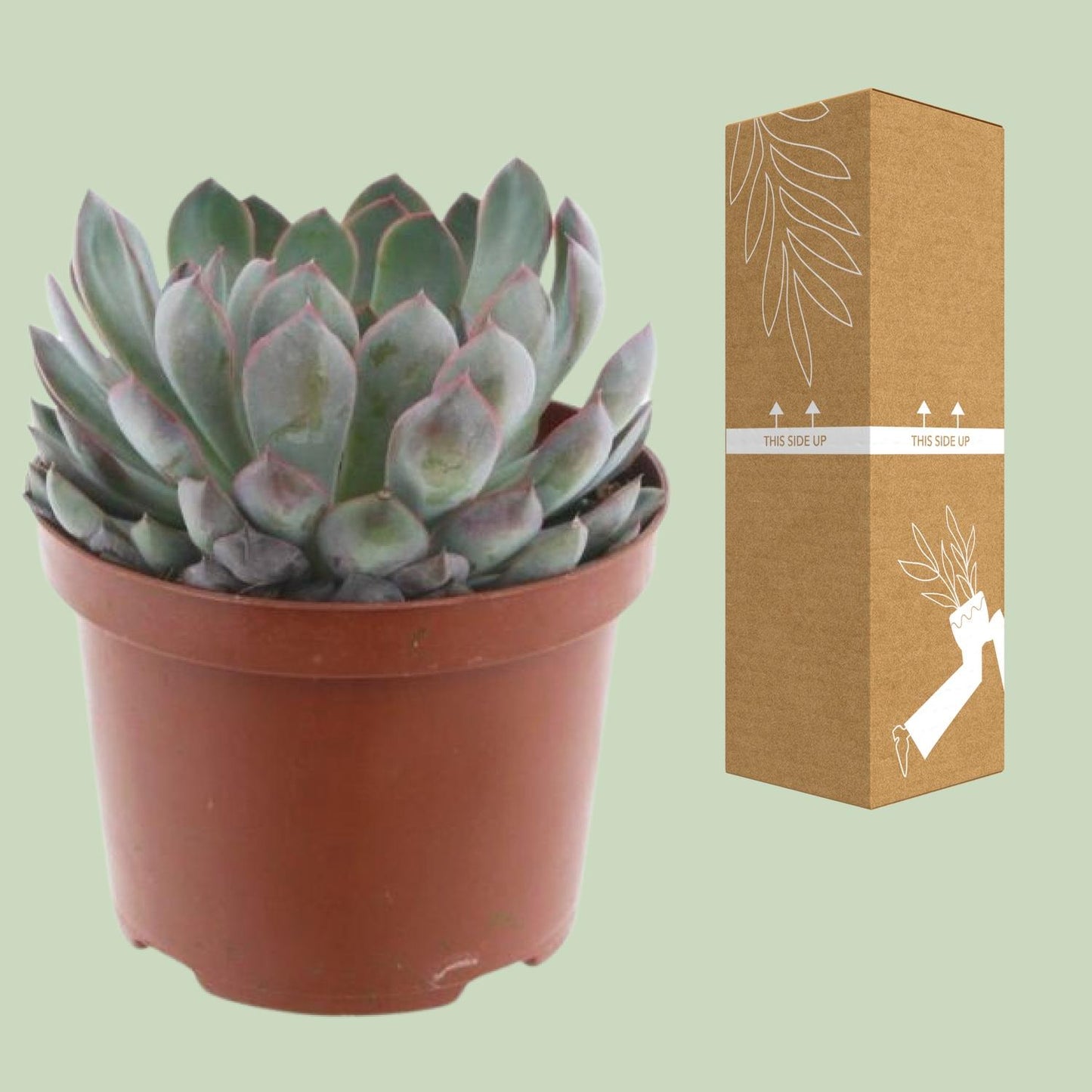Echeveria Pelisuda - Ø17cm - ↕30cm