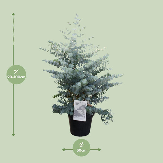 Eucalyptus Cin. Silver Dollar - Ø30cm - ↕95cm