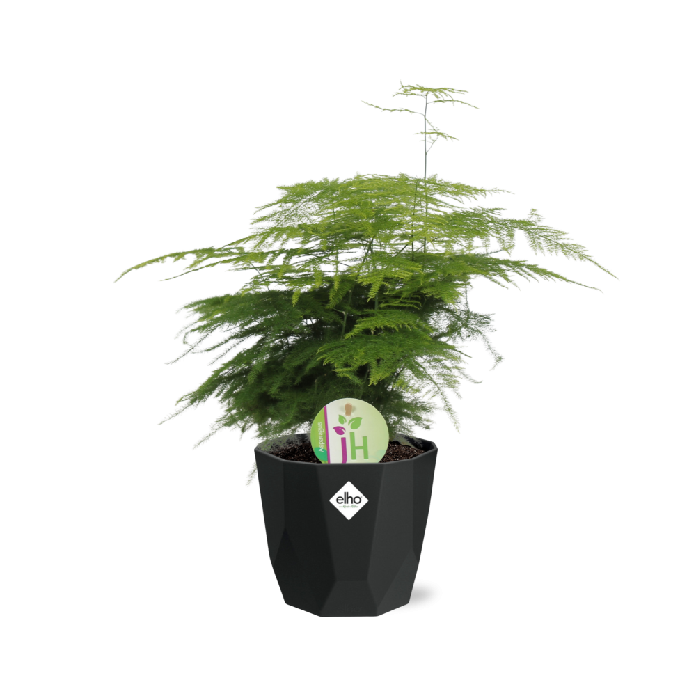 Asparagus ‘Plumosus’ in 14cm b.for rock living black