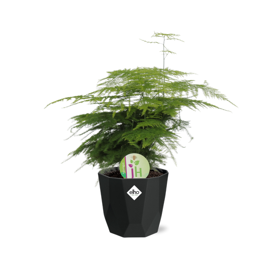 Asparagus ‘Plumosus’ in 14cm b.for rock living black