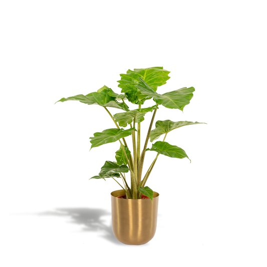 Alocasia Portodora - Ø21cm - ↕80cm + Topf Mayk Gold