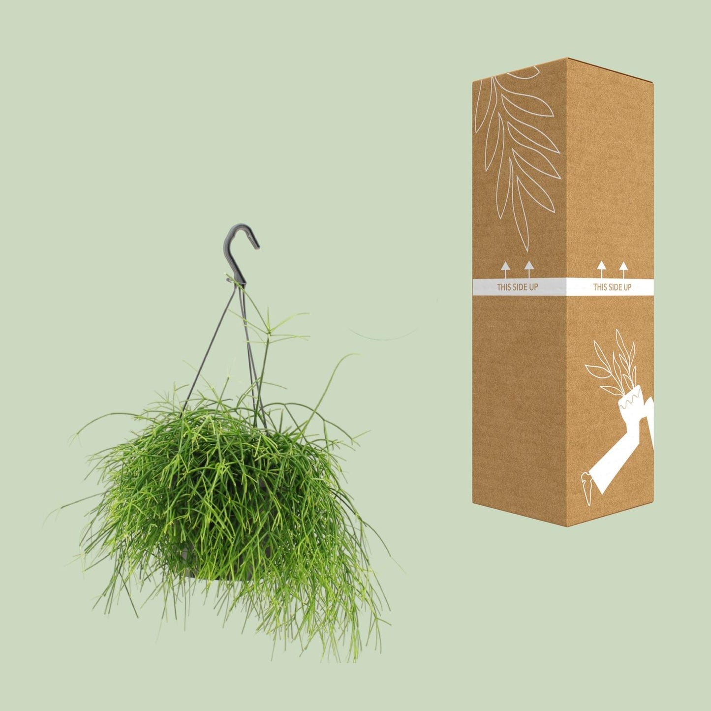 Rhipsalis Oasis - Ø17cm - ↕25cm