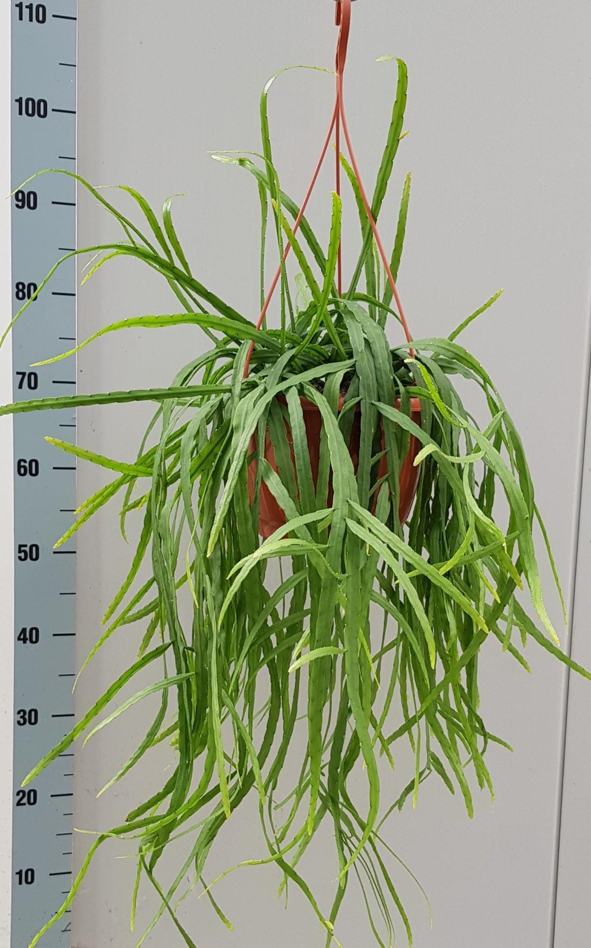 Rhipsalis Holviana - Ø25cm - ↕60cm
