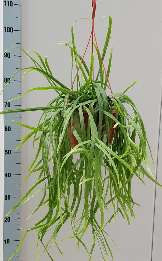 Rhipsalis Holviana - Ø25cm - ↕60cm