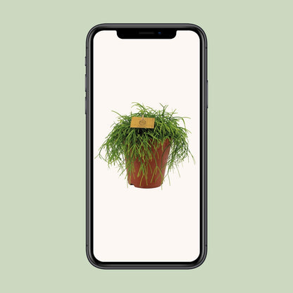 Rhipsalis Cashero - Ø15cm - ↕25cm