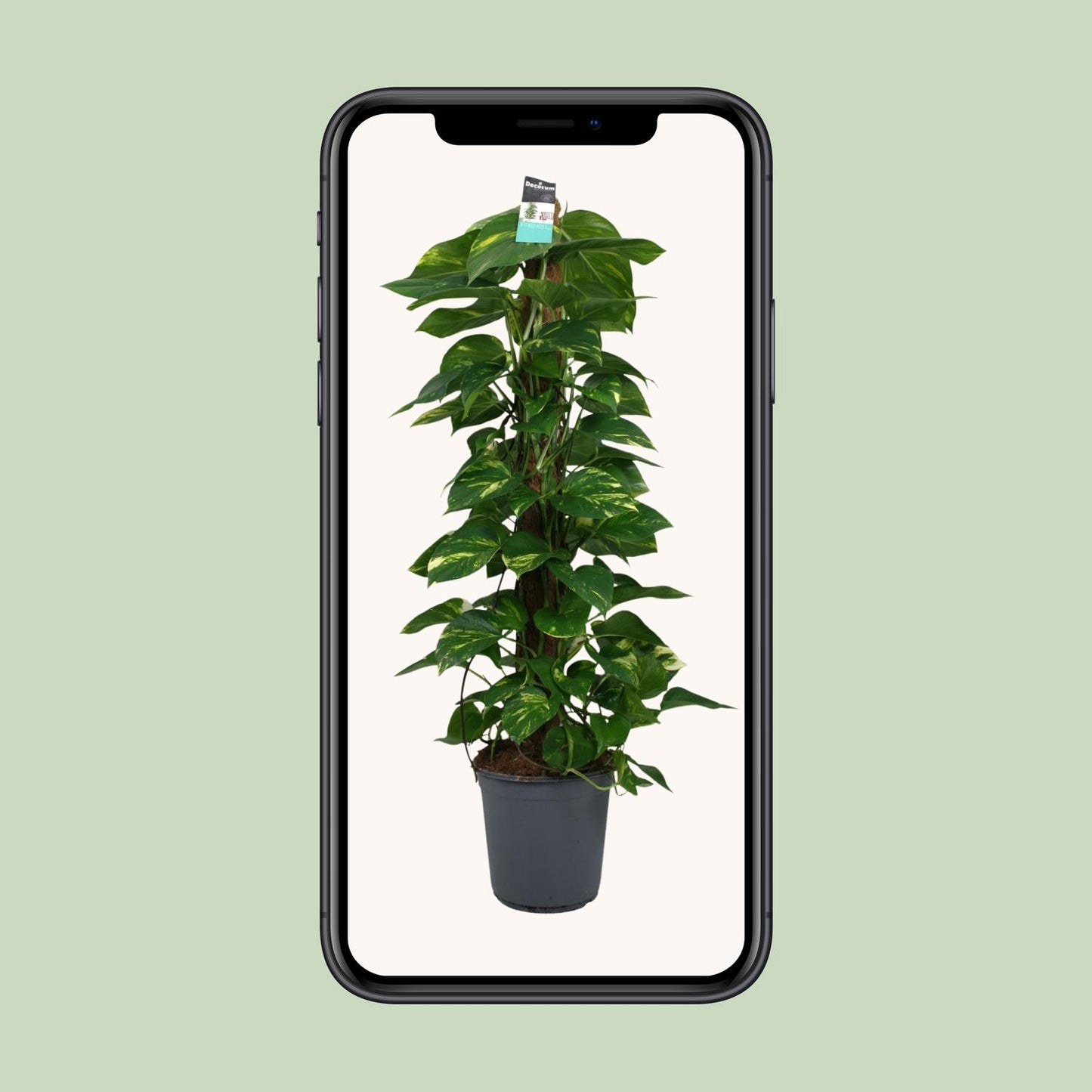 Scindapsus (Epipremnum) - Ø24cm - ↕120cm