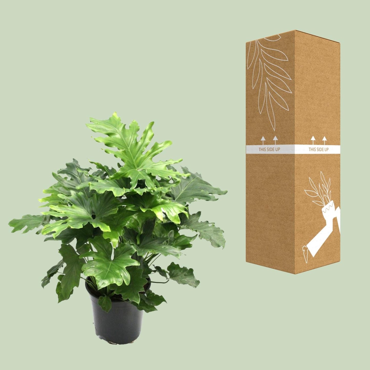 Philodendron Xanadu - Ø21cm - ↕80cm