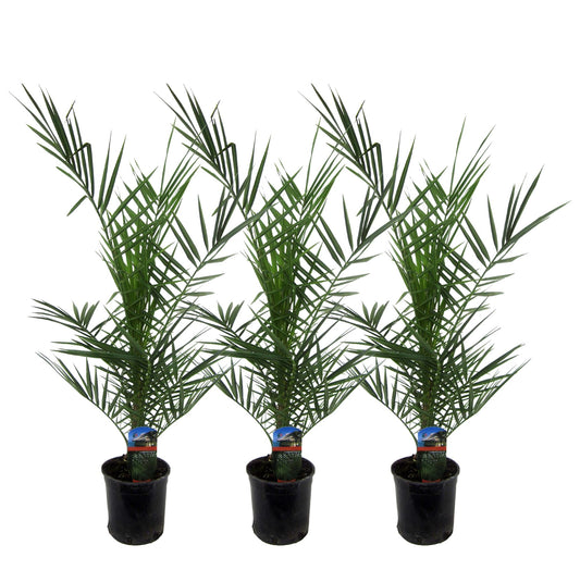 3x Kanarische Dattelpalme – 80 cm – Exotisches Set