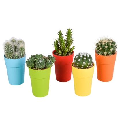Kakteenmischung 5,5 cm - 5x - in gekleurde plasticpot