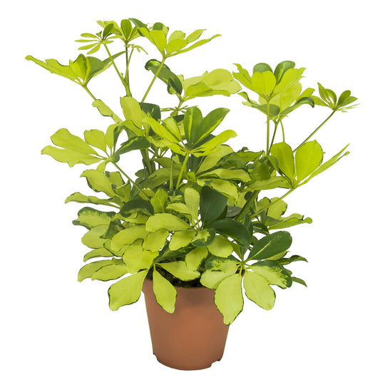 Schefflera Melanie - Ø13cm - ↕35cm