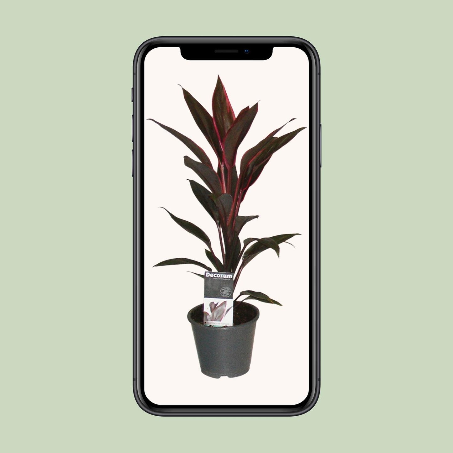 Cordyline Tango - Ø12cm - ↕40cm