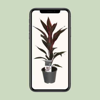 Cordyline Tango - Ø12cm - ↕40cm