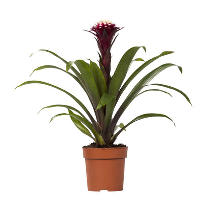 Guzmania Fransesca - Ø12 ↕45