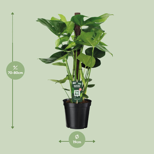 Monstera Deliciosa - Ø19cm - ↕80cm