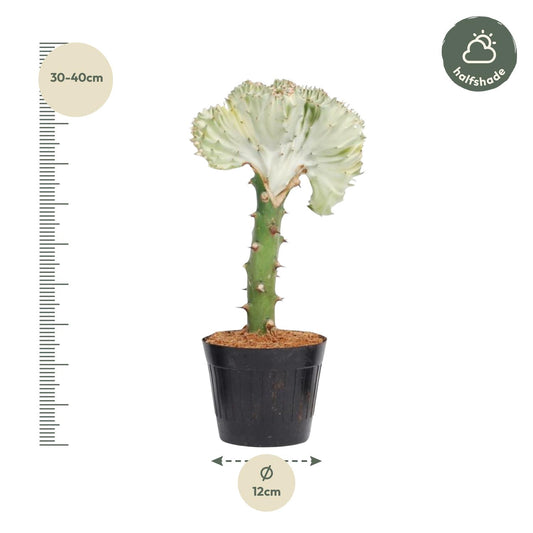 Korallenkaktus 'Cristata' – Exotische Euphorbia 35 cm