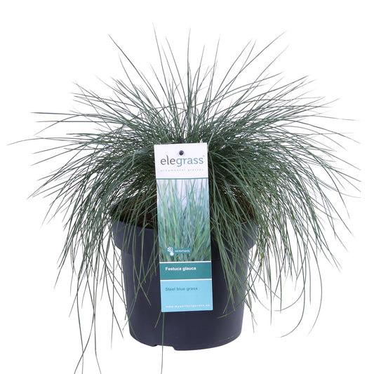 Festuca glauca Azura Blue - Ø19 - ↨40cm
