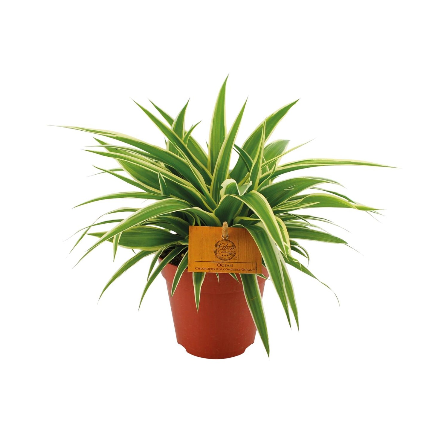 Chlorophytum Ocean - Ø12cm - ↕20cm