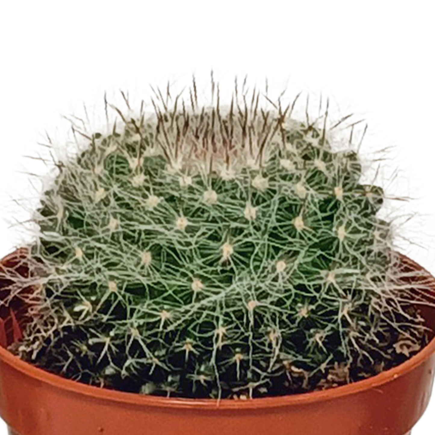 Kakteenmischung 5,5 cm - 10x - zonder pot