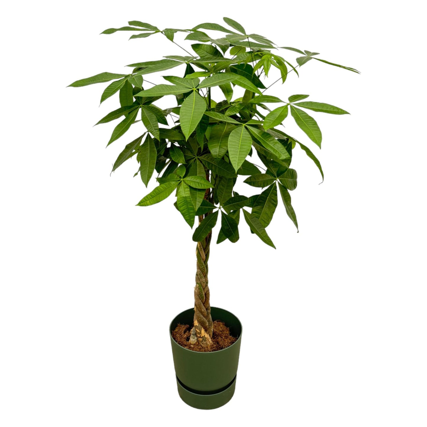Geldbaum 160 cm – Pachira Aquatica im Topf