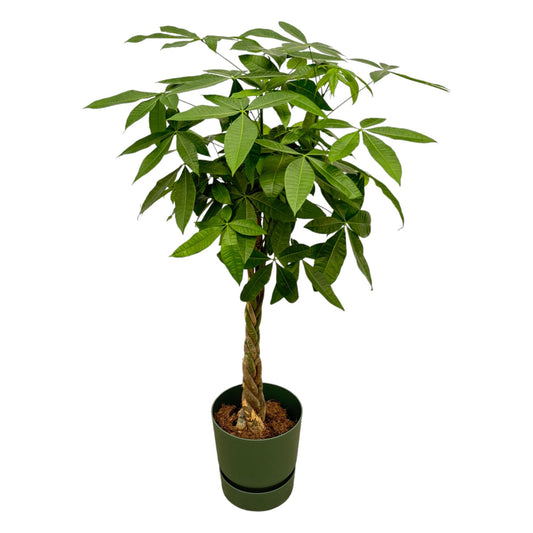 Geldbaum 160 cm – Pachira Aquatica im Topf