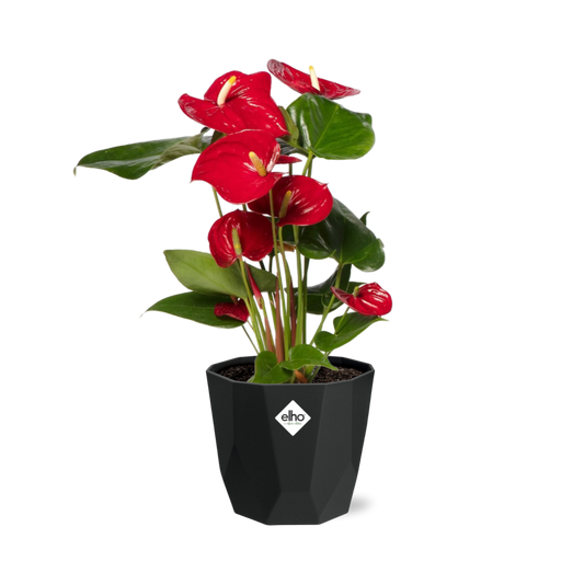Anthurium Red 12cm in 14cm b.for rock living black