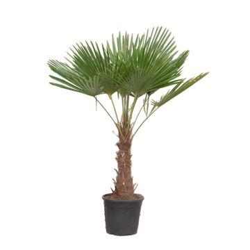Hanfpalme 180-200 cm – Winterharte mediterrane Kübelpflanze