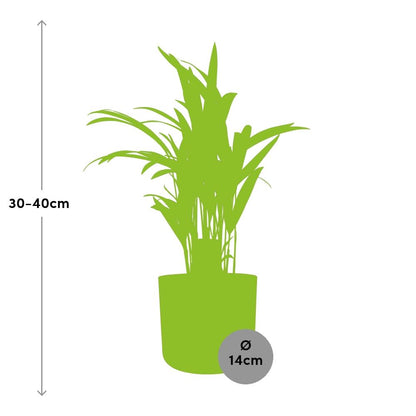 Dypsis Lutescens (Areca) 12cm (zonder Hoes) in ELHO b.for soft rond 14cm brique