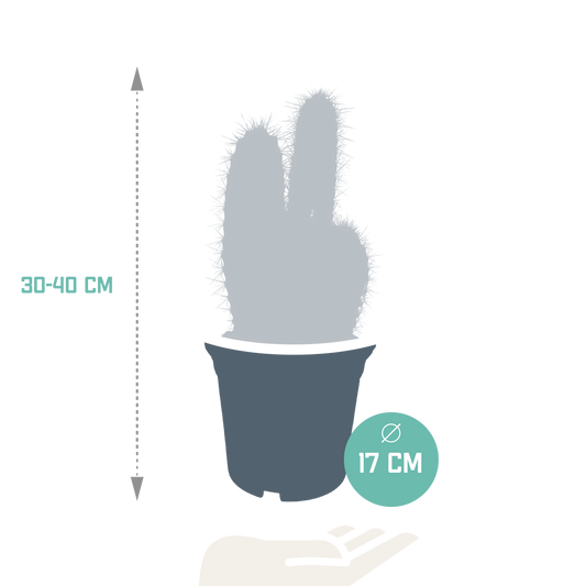 Blauer Säulenkaktus – 17 cm Pilosocereus azureus
