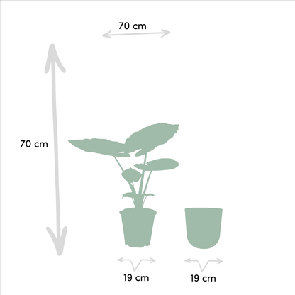 Alocasia Macrorrhiza - Ø19cm - ↕70cm + Topf Mayk Lead