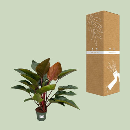 Philodendron Red Beauty - Ø27cm - ↕100cm