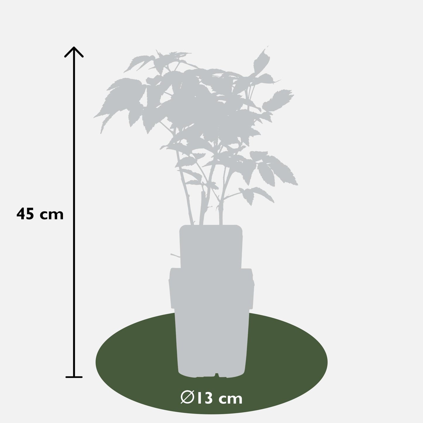Rubus idaeus 'Malling Promise' - Ø13cm - ↕45cm