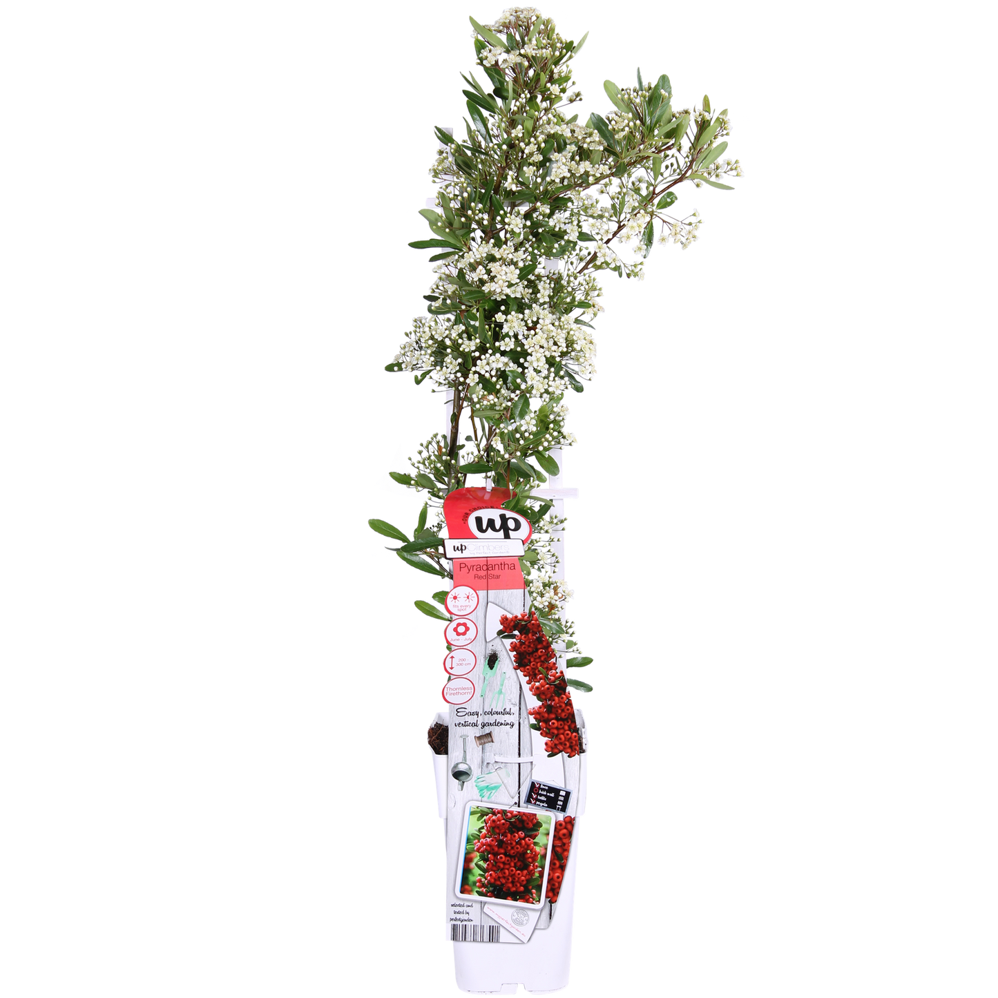 Pyracantha coccinea Red Star - Ø23cm - ↕75cm - Ø15 - ↨65cm