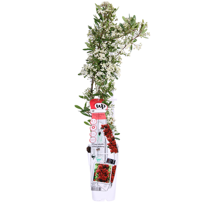 Pyracantha coccinea Red Star - Ø23cm - ↕75cm - Ø15 - ↨65cm
