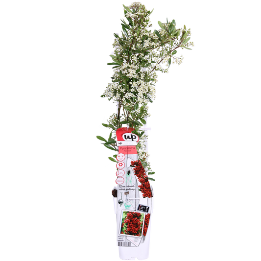 Pyracantha coccinea Red Star - Ø23cm - ↕75cm - Ø15 - ↨65cm