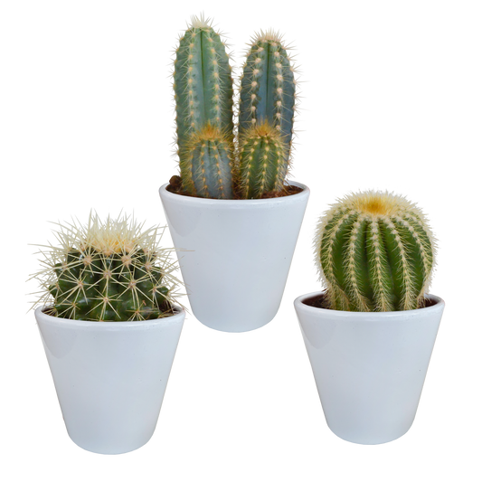 Kakteen-Mischung 3er Set im 8,5 cm Topf