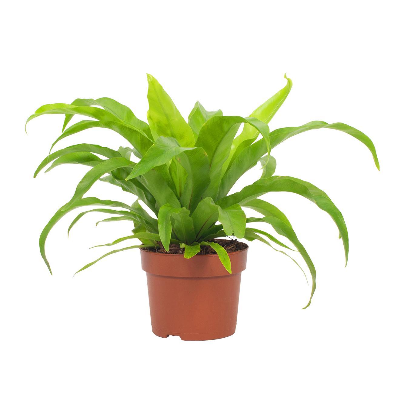 Asplenium Antiquum 12cm - Ø12cm - ↕19cm