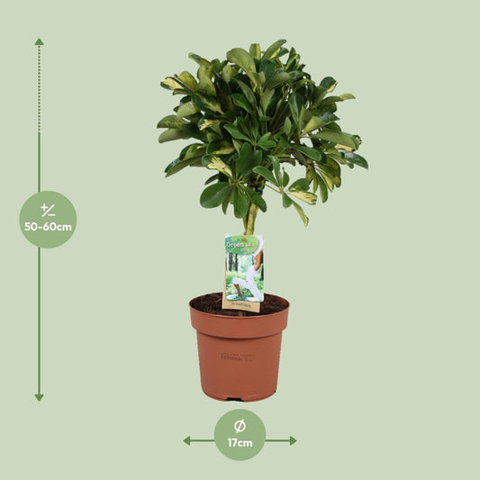 Schefflera Gold Capella - Ø17cm - ↕60cm