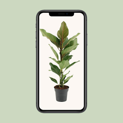 Ficus Benghalensis Joy - Ø17cm - ↕65cm
