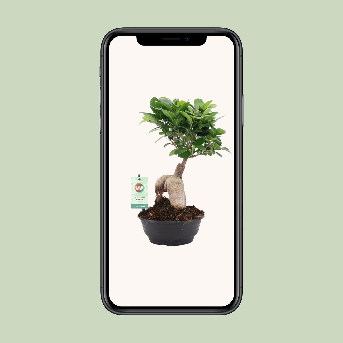 Ficus Ginseng - Ø16cm - ↕35cm
