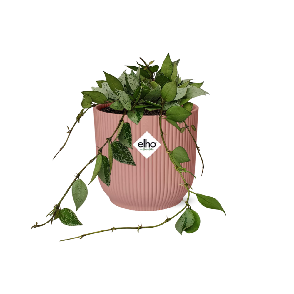 Hoya Krohniana Eskimo in ELHO Vibes Fold 14cm roze